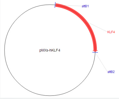 pMXs-hKlf4