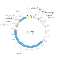 pCL-Eco