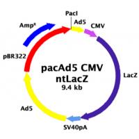 pacAd5 CMV-nt LacZ Control