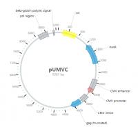 pUMVC