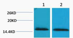 Histone H2B Tri Methyl Lys43 Polyclonal Antibody