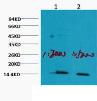 Histone H3 Mono Methyl Lys79 Monoclonal Antibody1C2