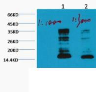 Histone H3 Mono Methyl Lys79 Monoclonal Antibody1E10