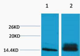 Histone H3 Di Methyl Lys14 Polyclonal Antibody