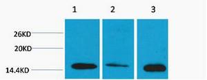 Histone H3 Di Methyl Lys4 Polyclonal Antibody