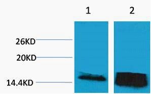 Histone H3 Tri Methyl Lys14 Polyclonal Antibody