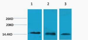 Histone H3 Tri Methyl Lys27 Polyclonal Antibody