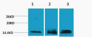 Histone H3 Tri Methyl Lys36 Polyclonal Antibody