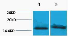 Histone H4 Tri Methyl Lys59 Polyclonal Antibody