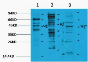 Pan Methyl Lysine Polyclonal Antibody