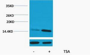 Histone H2A Acetyl Lys9 Polyclonal Antibody