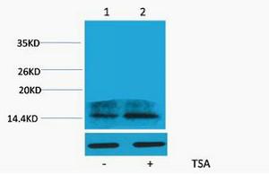 Histone H2A.Z Acetyl Lys4 Polyclonal Antibody