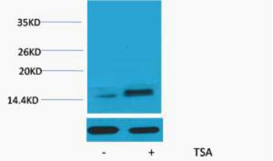 Histone H2A.Z Acetyl Lys7 Polyclonal Antibody