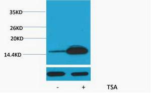 Histone H2B Acetyl Lys12 Polyclonal Antibody