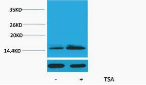 Histone H2B Acetyl Lys15 Polyclonal Antibody