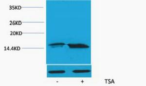 Histone H3 Acetyl Lys56 Polyclonal Antibody