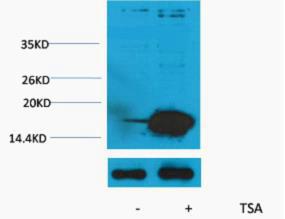 Histone H3 Acetyl Lys9 Polyclonal Antibody