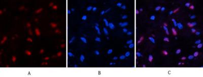 Histone H4 Acetyl Lys16 Polyclonal Antibody