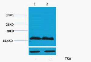 Histone H4 Acetyl Lys91 Polyclonal Antibody