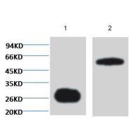 GFP-Tag Mouse mAb