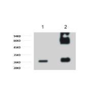 GFP-Tag Mouse mAb