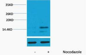 His-Tag Mouse mAb