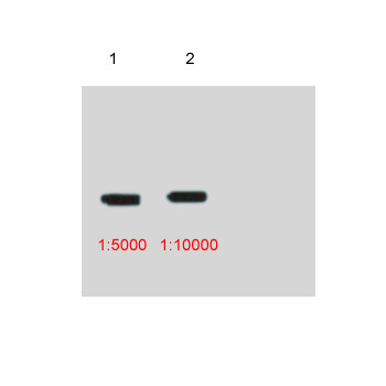 Myc-Tag Mouse mAb