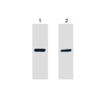 V5-Tag Monoclonal Antibody3C8