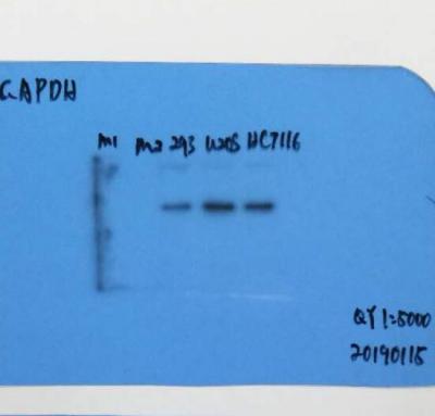 GAPDH Monoclonal Antibody