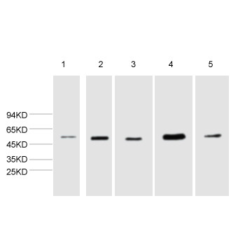 α-tubulin Polyclonal Antibody