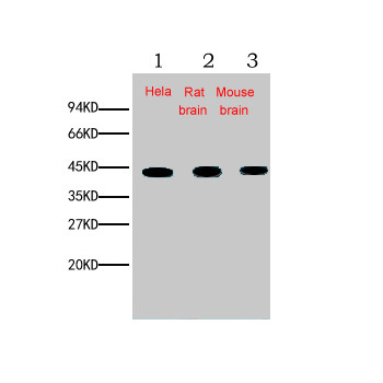 β-actin Monoclonal Antibody