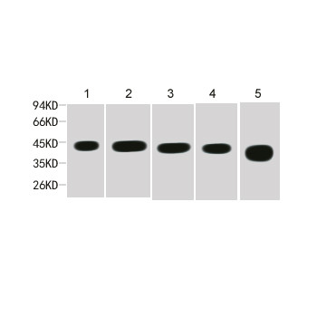 β-actin Mouse mAb