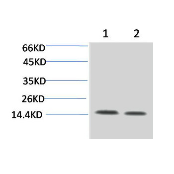 Histone H3 Rabbit pAb