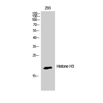 Histone H3 Rabbit pAb