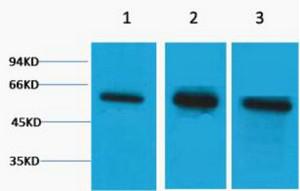 β-Tubulin rabbit Polyclonal Antibody