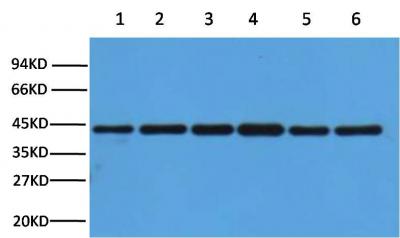 β-actin Polyclonal Antibody