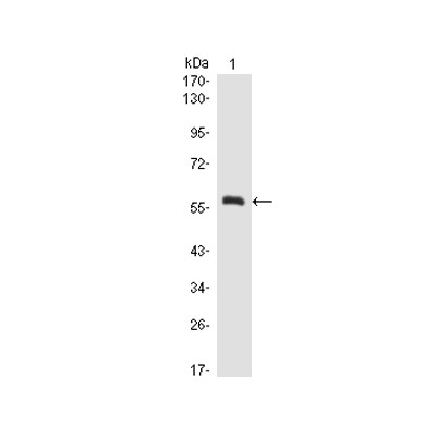 A1BG Monoclonal Antibody