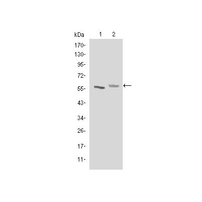 ABCG2 Monoclonal Antibody