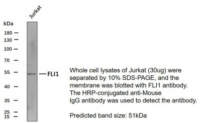 FLI1 8A1 mouse Monoclonal Antibody