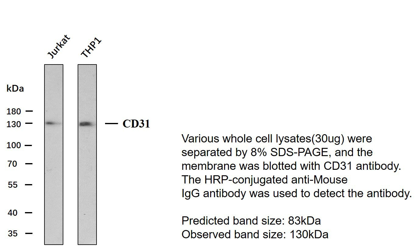 CD31 Mouse Monoclonal AntibodyPT0034