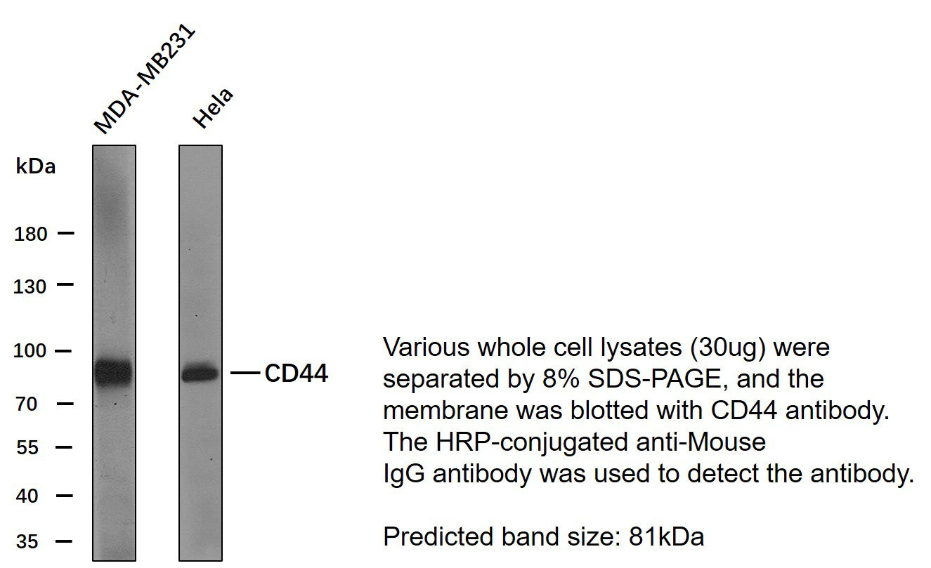 CD44 Monoclonal Antibody PT0046