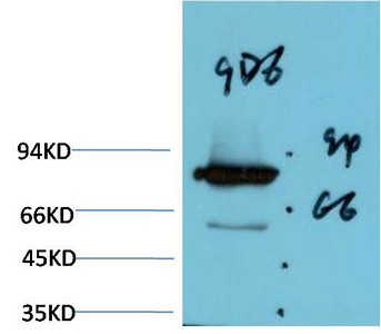 Luciferase Mouse Monoclonal Antibody9D6