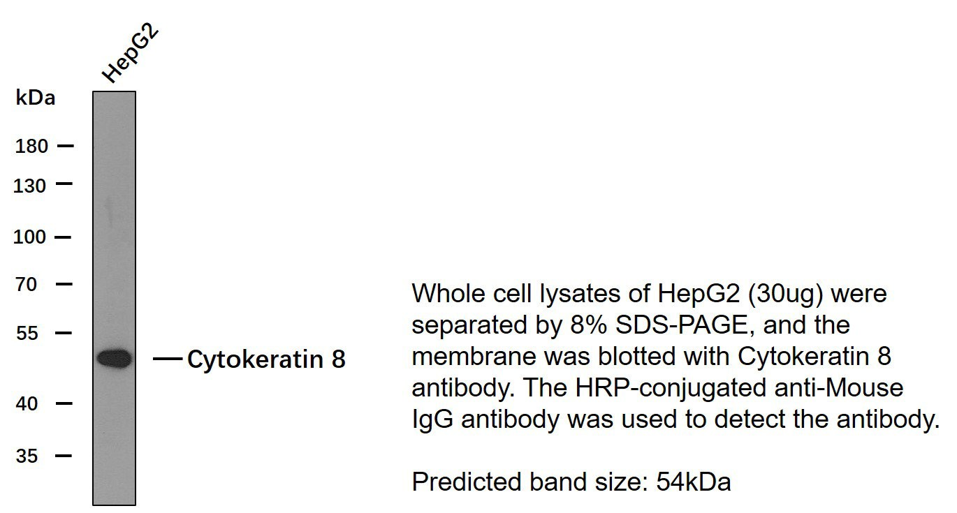 CK-8 Monoclonal Antibody PT0099