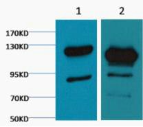 Cleaved PARP Monoclonal AntibodyM4