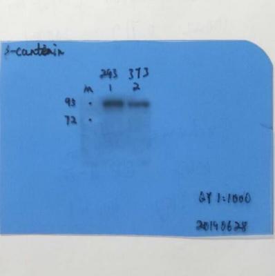 β-Catenin Monoclonal Antibody