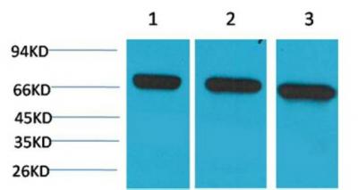 HSC70 Monoclonal Antibody6C7