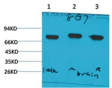 HSC70 Monoclonal Antibody8G7