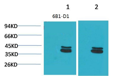 P44/42 MAPK ERK1/2 Monoclonal Antibody6B1