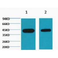 Plant actin Monoclonal Antibody2E3