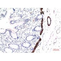 Muscle actin Mouse Monoclonal Antibody1E9